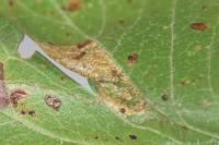 Phyllonorycter oxyacanthae