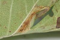Phyllonorycter oxyacanthae