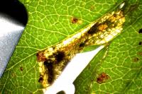 Phyllonorycter oxyacanthae