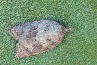 Acleris sparsana