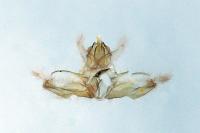 Acleris sparsana