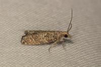 Acroclita subsequana