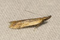 Dichomeris acuminata