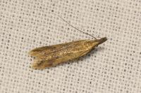 Dichomeris acuminata