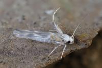 Palumbina guerinii