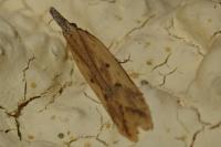 Dichomeris acuminata