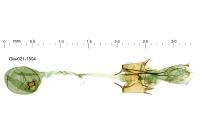 Bryotropha gallurella