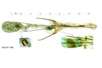 Neofriseria peliella