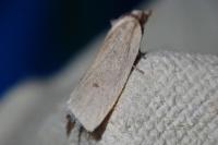 Avaria hyerana