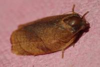 Cacoecimorpha pronubana