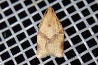 Clepsis consimilana