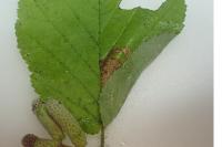 Parornix devoniella