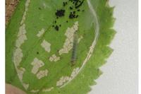 Parornix devoniella