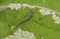 Parornix devoniella