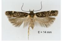 Neofriseria peliella