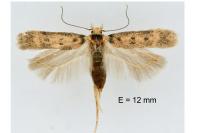 Bryotropha gallurella