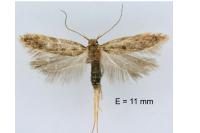 Bryotropha senectella