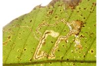 Stigmella samiatella