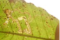 Stigmella samiatella