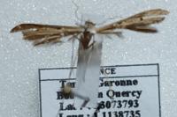 Stenoptilia bipunctidactyla
