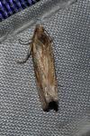 Eucosma obumbratana