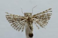 Alucita grammodactyla