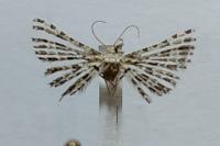 Alucita grammodactyla