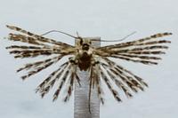Alucita grammodactyla