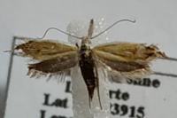 Holoscolia huebneri