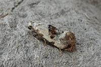 Neocochylis hybridella