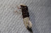 Trichophaga bipartitella