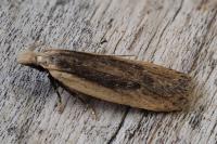 Nothris congressariella