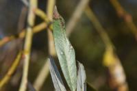 Phyllonorycter