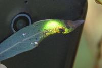 Phyllonorycter
