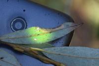 Phyllonorycter