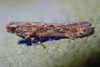 Tuta absoluta