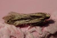 Mirificarma mulinella