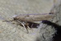 Paradoxus osyridellus
