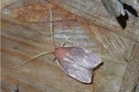 Carcina quercana