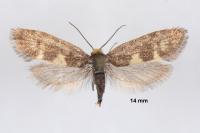 Incurvaria pectinea