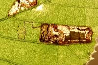 Stigmella tiliae