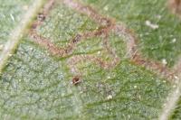 Stigmella tiliae