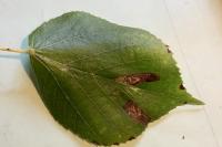 Stigmella tiliae
