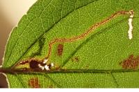 Lyonetia clerkella