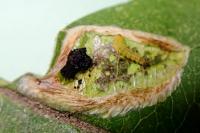 Phyllonorycter corylifoliella