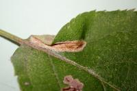 Phyllonorycter corylifoliella
