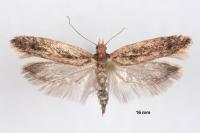 Ypsolopha ustella