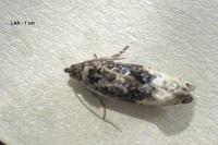 Hedya nubiferana