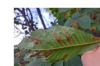 Cameraria ohridella