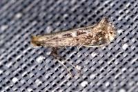 Parornix torquillella